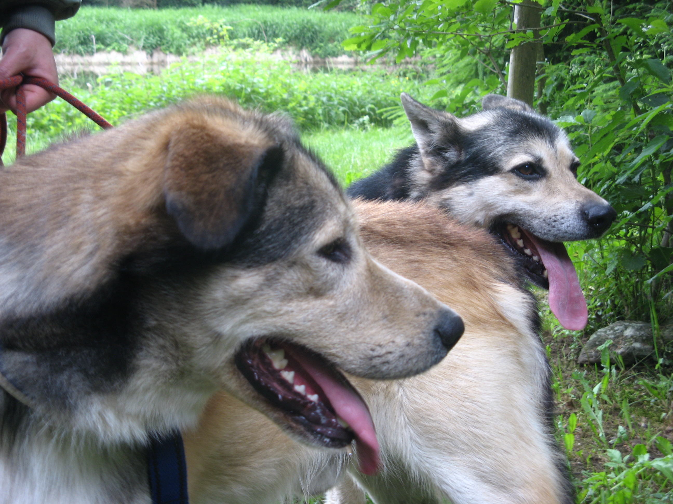 Husky na návštěvě