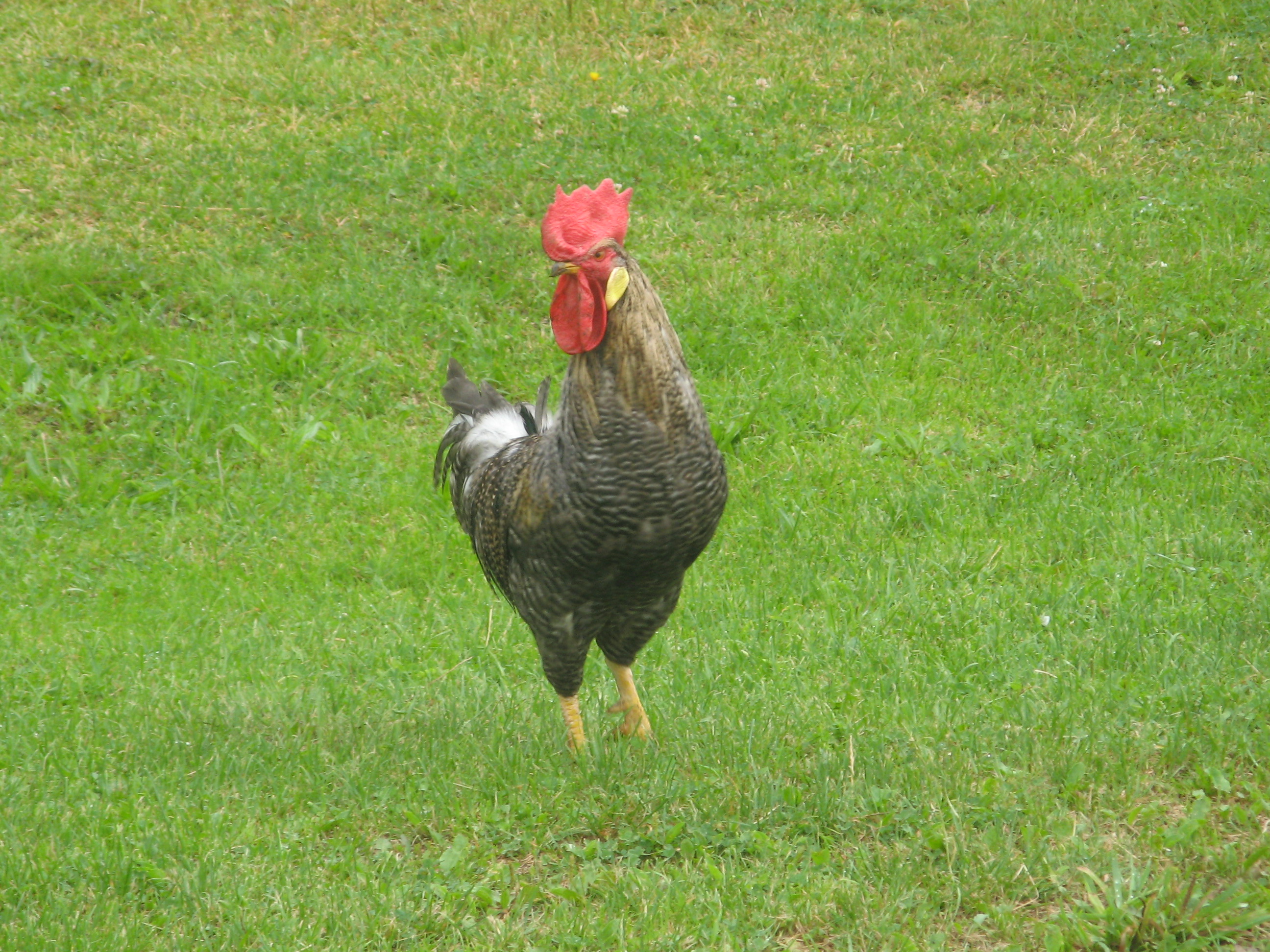 kropenáč