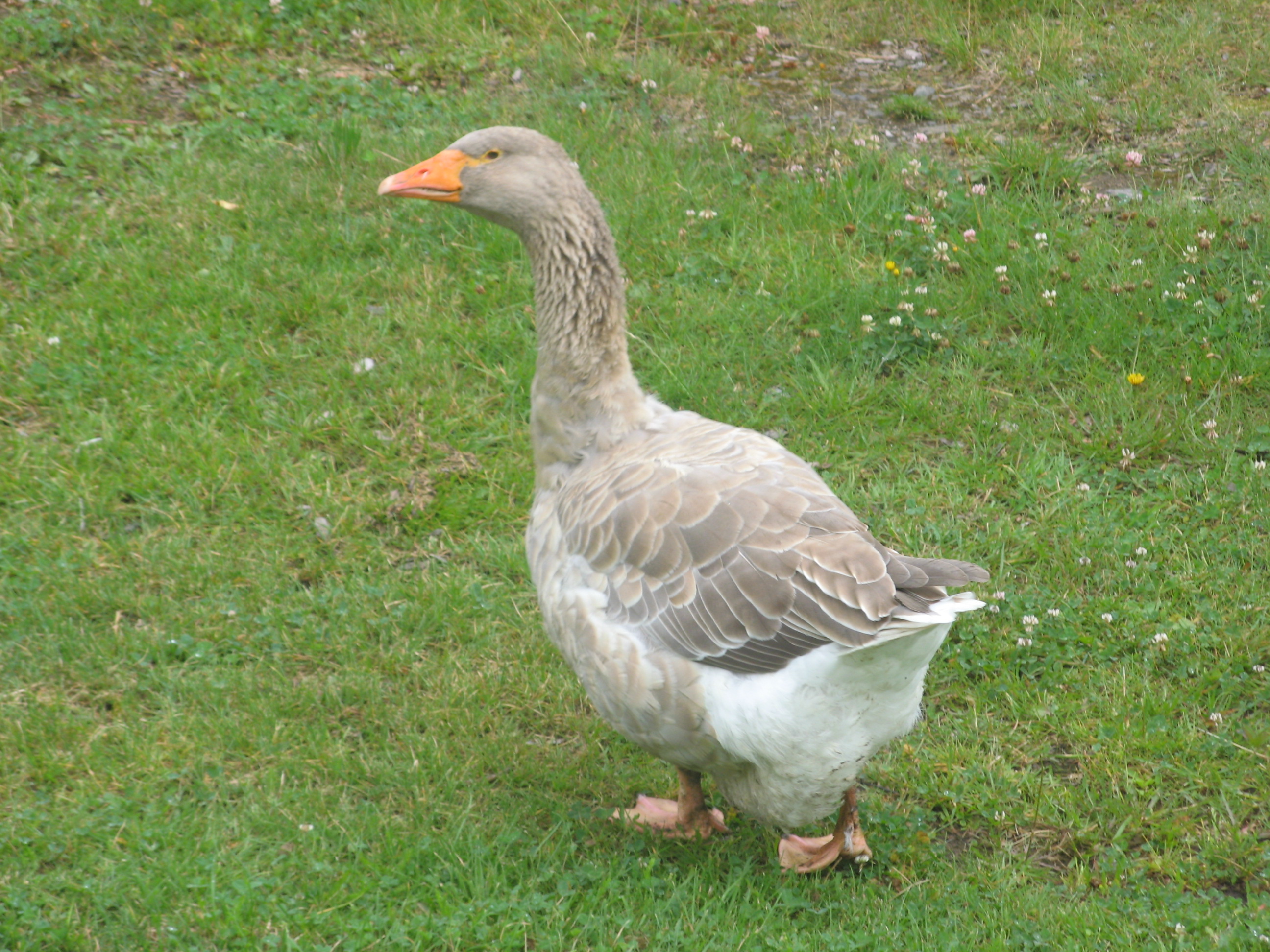 jen ať neuletí